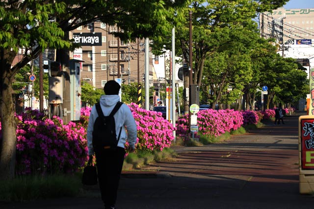 燕三条駅前大通りの植え込みのツツジが満開