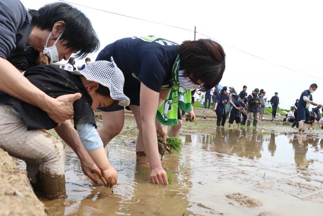 一般参加のスワローズファンも田植え