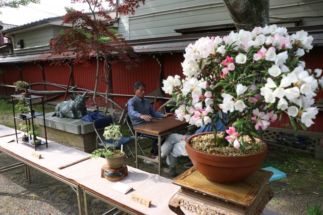緑風会の盆栽展