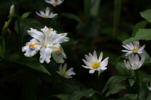 加茂山の池之端にヒメシャガやミヤコワスレの花