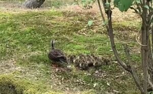 ことしも三条市総合福祉センター中庭に姿を現したカルガモ親子