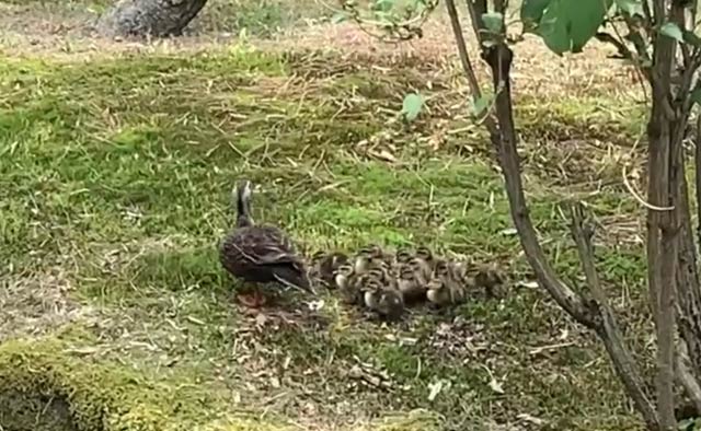 ことしも三条市総合福祉センター中庭に姿を現したカルガモ親子
