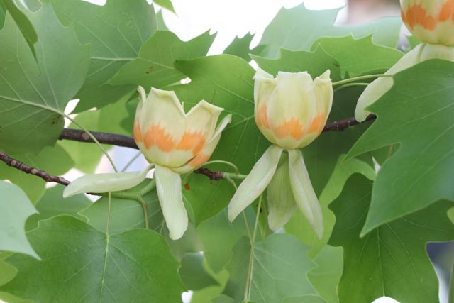 加茂市役所前で咲くのユリノキの花（24日）