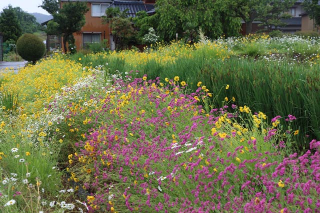 下田地区で咲く色とりどりの花