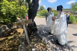 弥彦公園で倒木の危険のあるサクラの老木を伐採へ