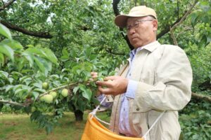 「越の梅」を収穫するJAえちご中越田上町梅生産組合の小柳組合長