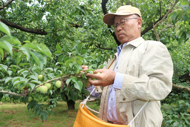 「越の梅」を収穫するJAえちご中越田上町梅生産組合の小柳組合長