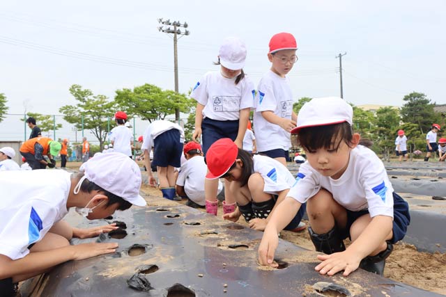 みそ作りプロジェクトで吉田小2年生がダイズの種まき