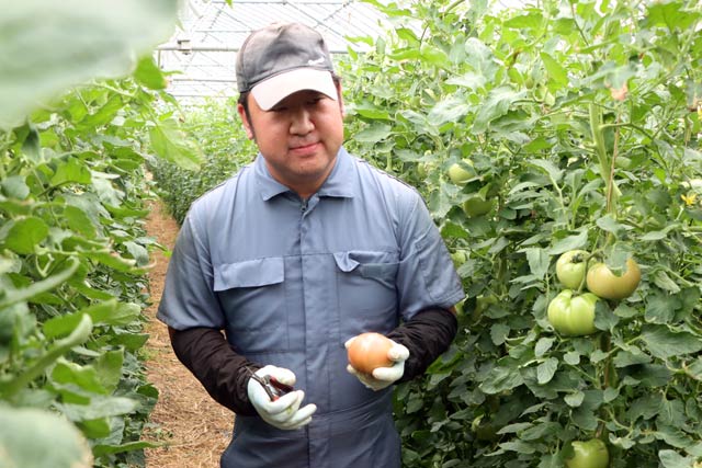 「桃太郎トマト」を収穫する坂爪さん