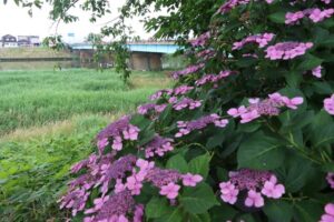 27日夕方の燕橋のたもとで色づくアジサイ