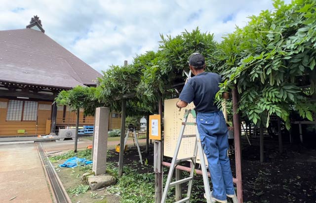 八王寺の白藤は安了寺の境内に