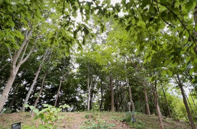 休みなくセミしぐれひびく三燕みどりの森公園