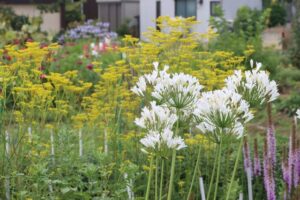 21日午前、畑に咲く色とりどりの夏の花