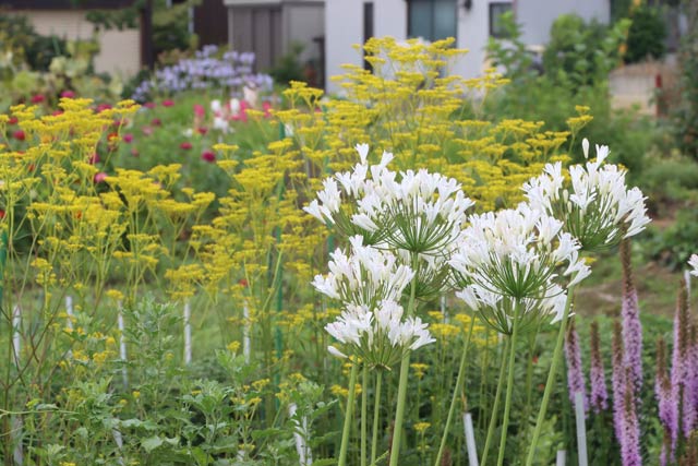 21日午前、畑に咲く色とりどりの夏の花