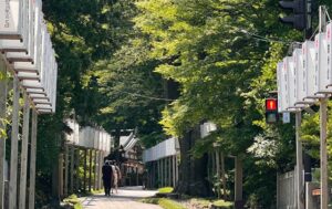 セミしぐれが響く弥彦神社の参道