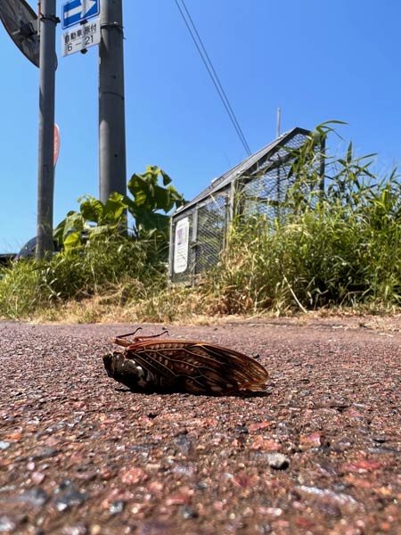 道路に息絶えたセミ