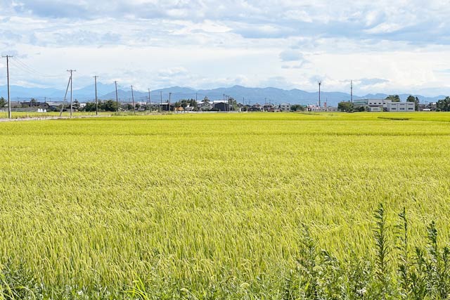 イネは高温障害が心配に
