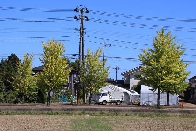 燕市井土巻地内のイチョウ並木