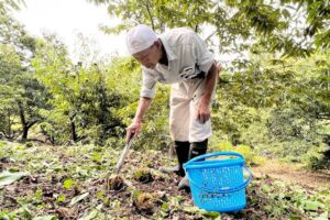 加茂で秋の味覚、クリの収穫、出荷が始まる