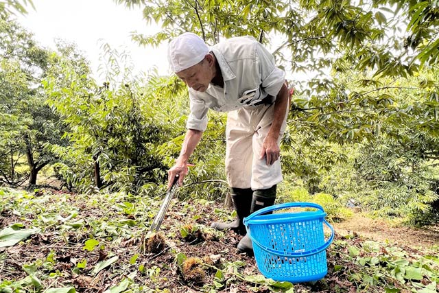 今シーズン初めてクリを収穫する吉田忠さん’