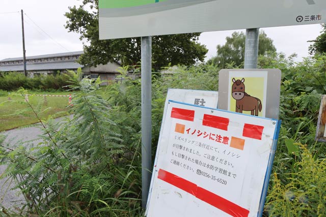 ミズベリング三条に設置したイノシシに注意するよう呼びかける張り紙、左に見える建物が厩舎
