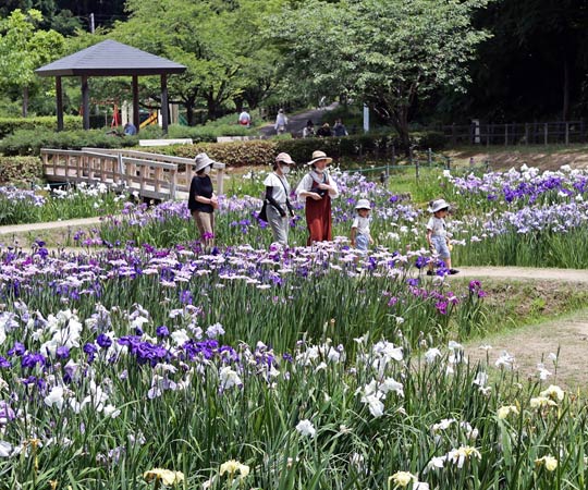 「花菖蒲まつりフォトコンテスト」グランプリの太田誠二さん（新潟市）の「家族で楽しむ花菖蒲」