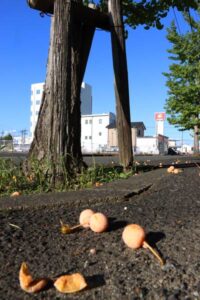 イチョウは実を落とし始めた