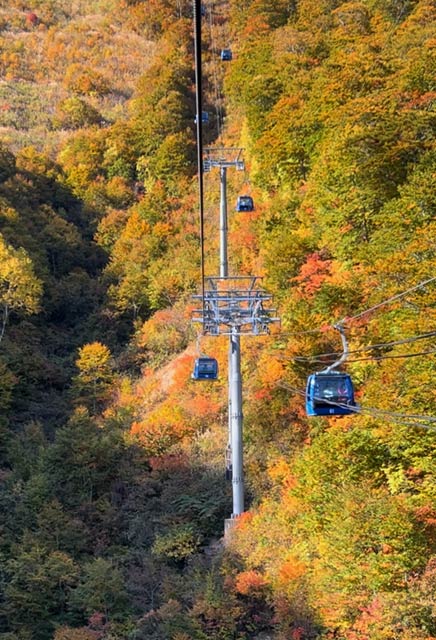 早くも紅葉が見ごろの苗場ドラゴンドラ