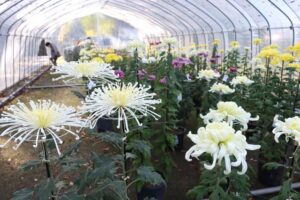 6日まで加茂菊花同好会が奉納菊花展示会