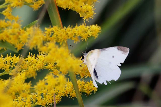 セイタカアワダチソウの花のみつを吸うモンシロチョウ