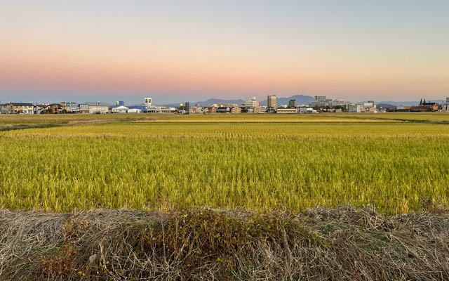 三条市上須頃地内の再びイネが生えて青々としている「ひつじ田」