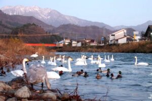 8日午後5時ごろの白鳥の郷公苑