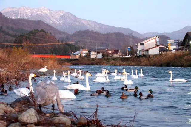 8日午後5時ごろの白鳥の郷公苑