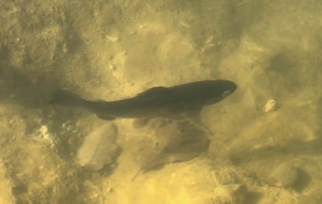 釣り場で泳ぐマス