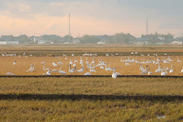 ハクチョウの飛来地、瓢湖周辺の田んぼにはたくさんのハクチョウが