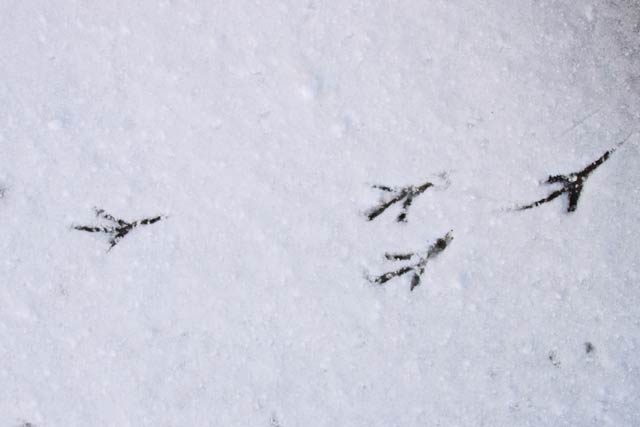雪の上に残る鶏の足跡
