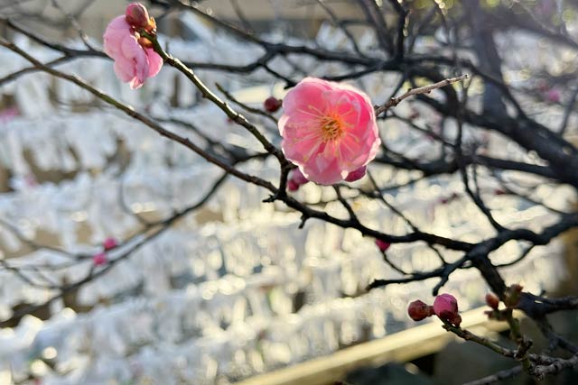 18日の咲き始めた新発田市・新発田諏訪神社のウメの花