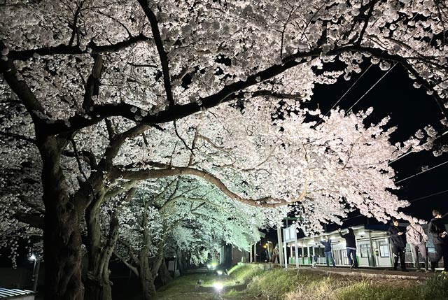 昨年の分水駅の夜桜ライトアップ