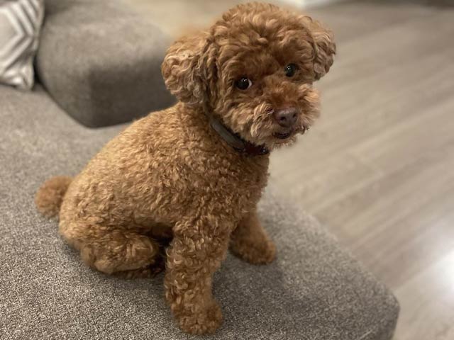 山井さんの愛犬コロスケ