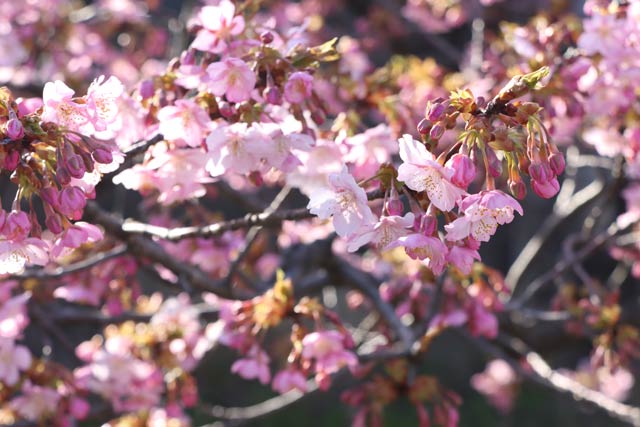 カワヅザクラは小林力さんの父、榮一さんが燕市に寄付したもの