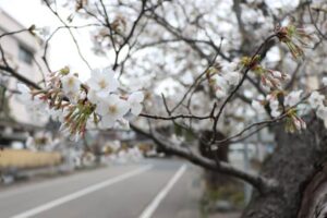 早咲きのヒガンザクラは満開目前でソメイヨシノ開花はカウントダウン