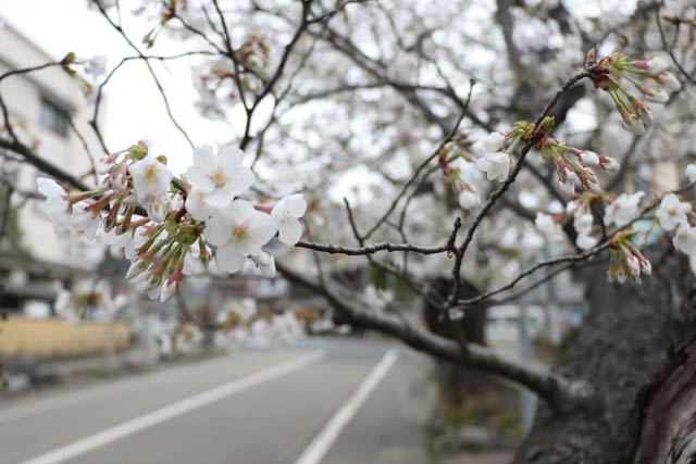 満開目前の弥彦停車場通りに1本だけあるヒガンザクラ