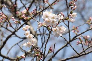 高田城址公園の開花宣言 県央でもサクラほころぶ