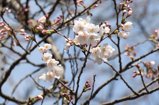 三条市・日吉神社で開花したサクラ