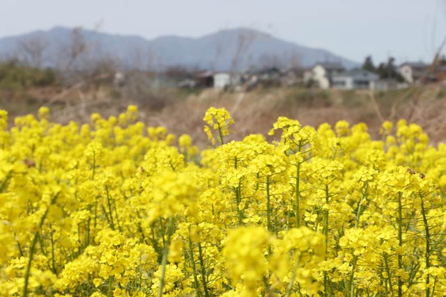 燕市東町の菜の花畑