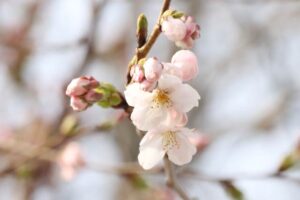 新潟の桜が開花宣言 平年より2日早く昨年より10日遅い