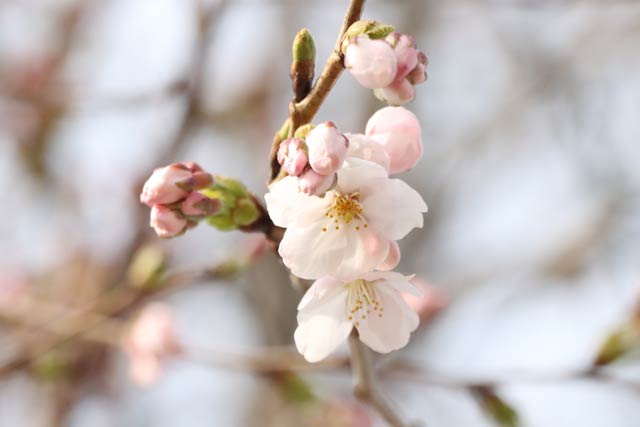 燕市でも桜咲く