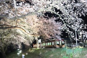 咲き始めから1日で一気に満開 見事な分水駅の夜桜ライトアップ