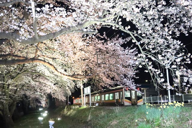 8日夜、分水駅の桜並木は一気に花が咲いて見ごろに