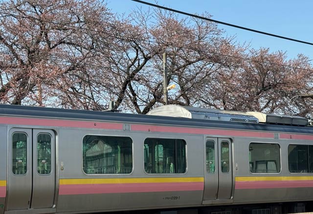 7日午後4時ごろの分水駅の桜の花はほとんど見当たらなかったのに